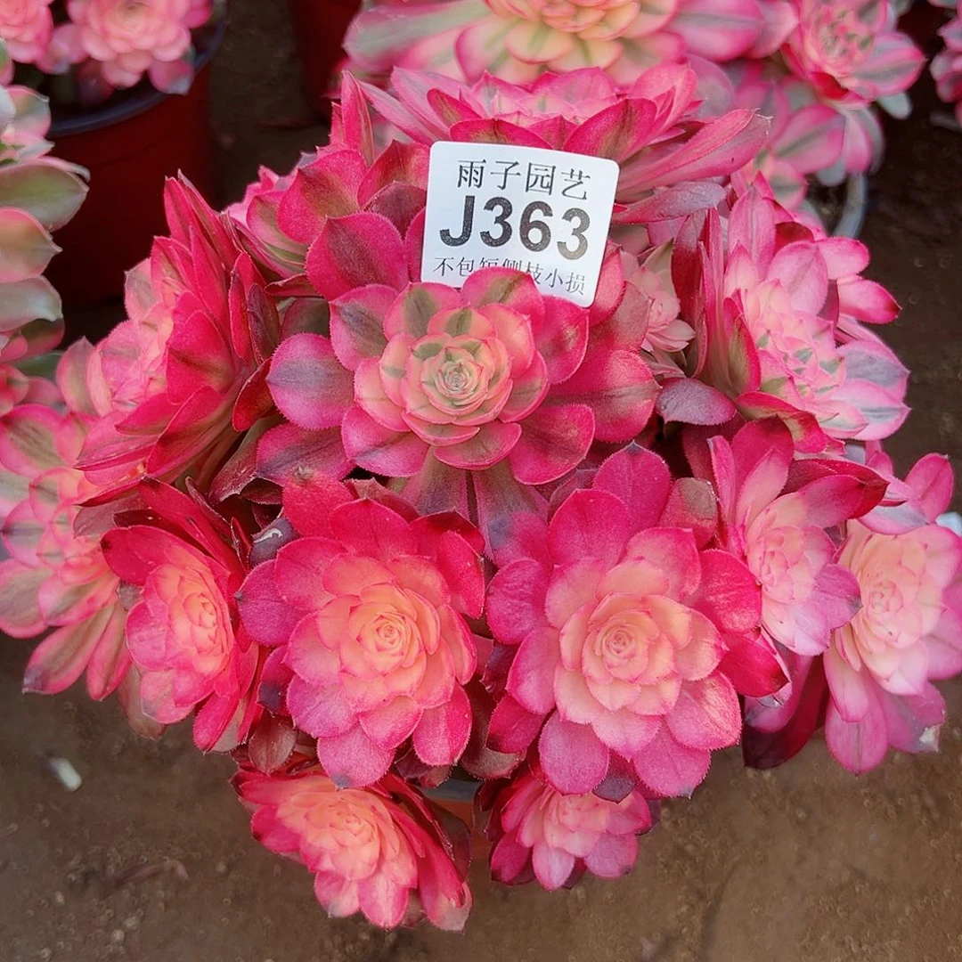 363荔枝尺寸25左右