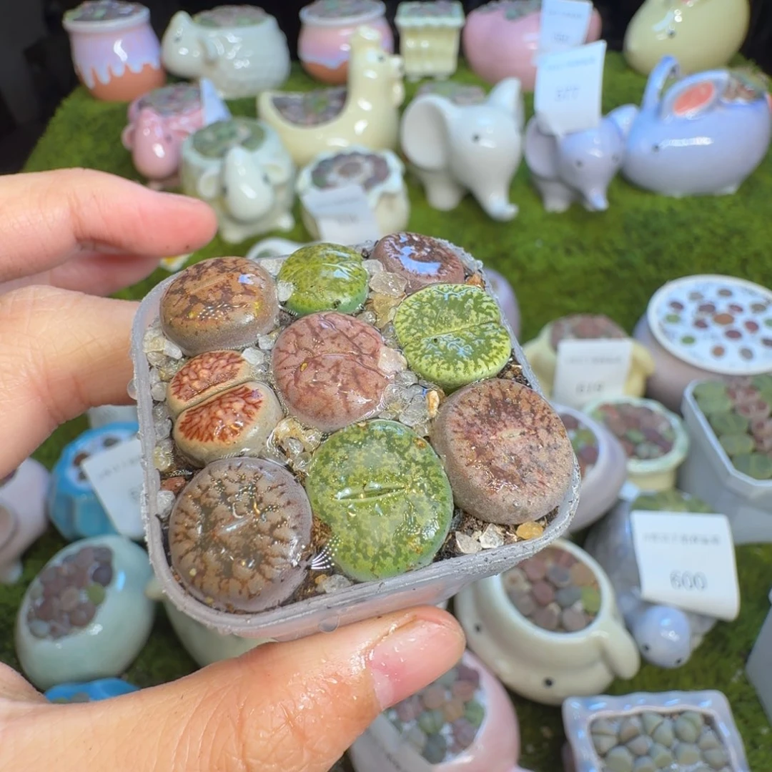 好***)多肉植物福利冲1423