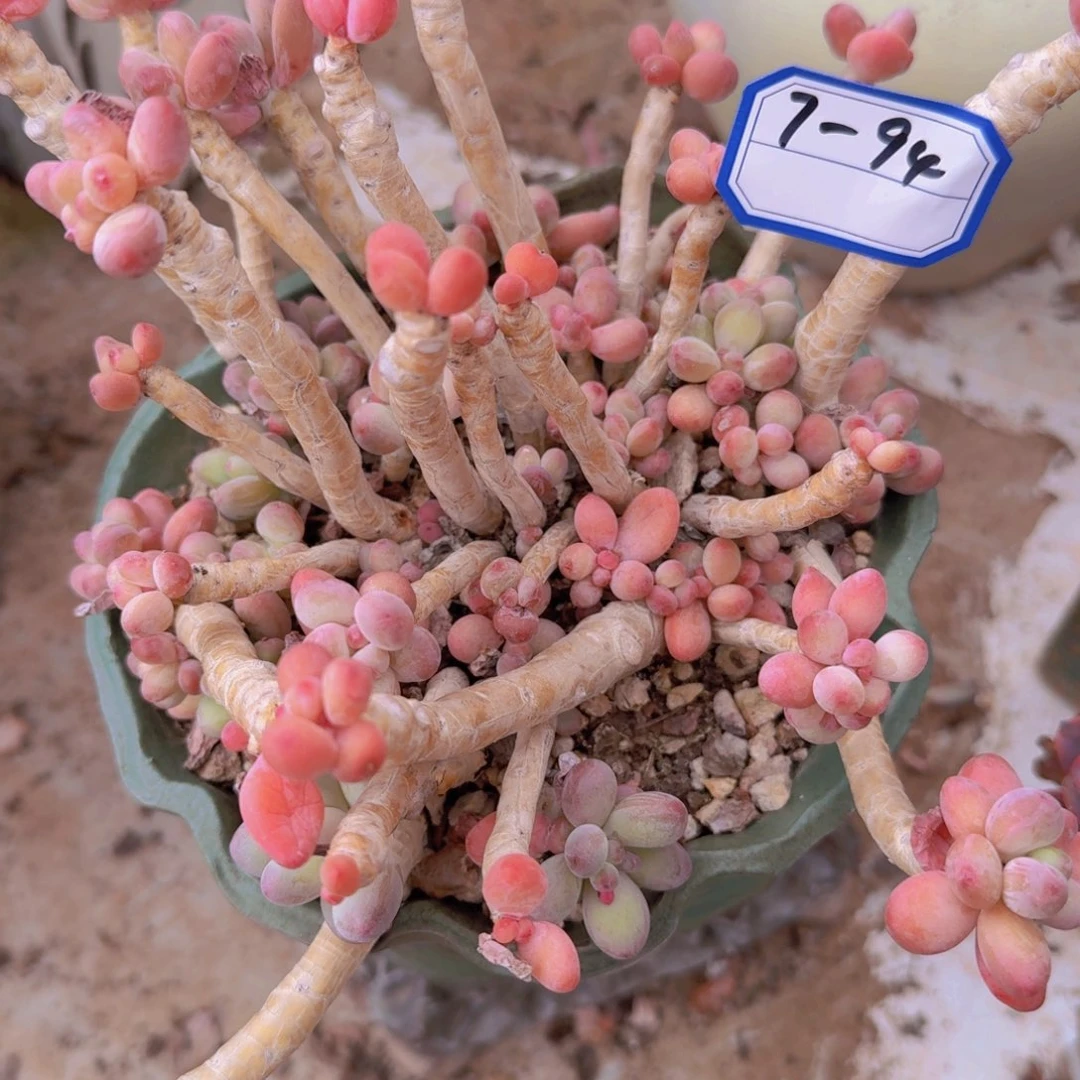 7-94苹果奶凡艺多肉