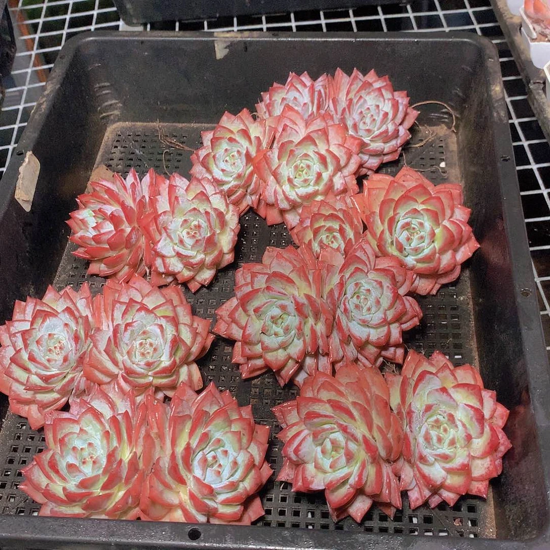 双头粉蓝鸟2457889990000