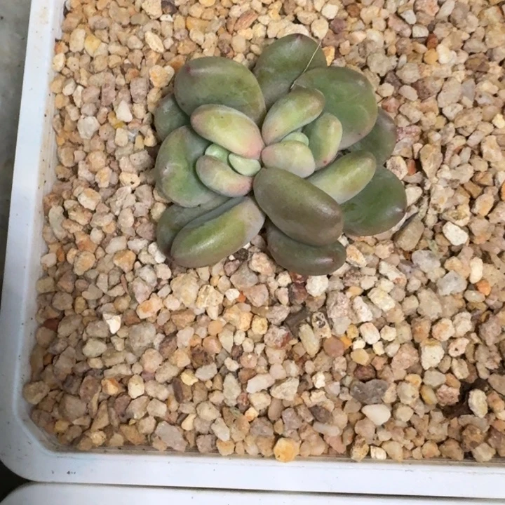 X系列美人新品 一物一拍