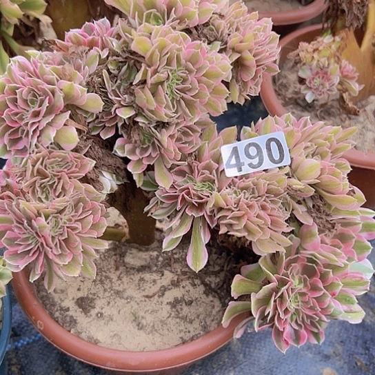 乐***)多肉植物一个女巫