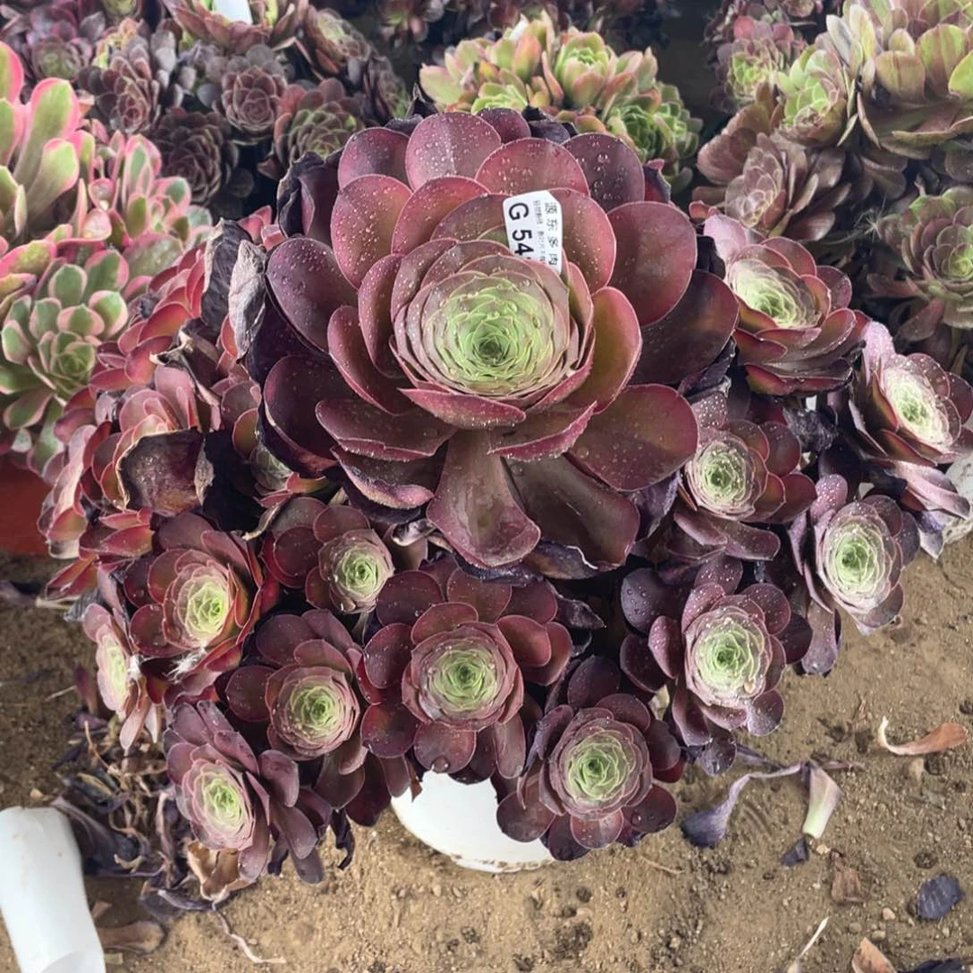 541魅金玫瑰多肉法师断枝不包