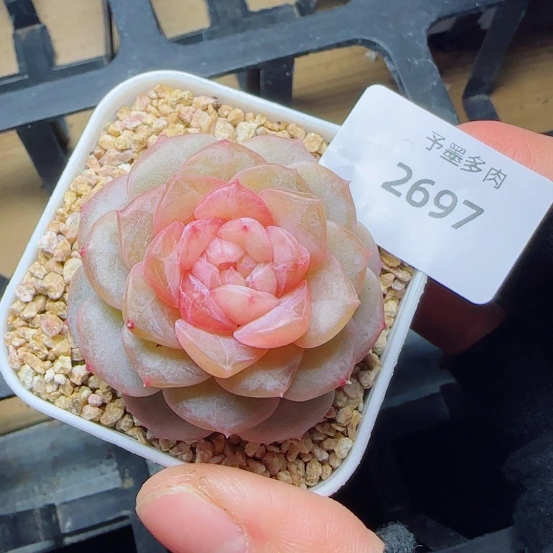 樱花，2697多肉植物