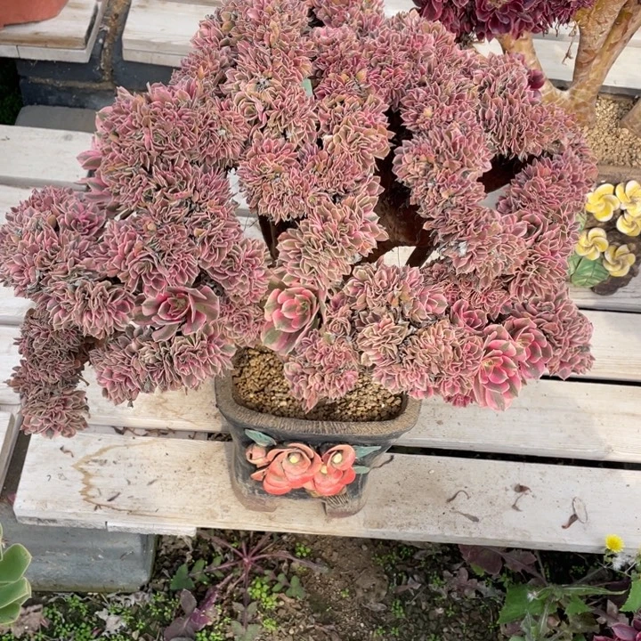 法师老桩缀化粉女巫