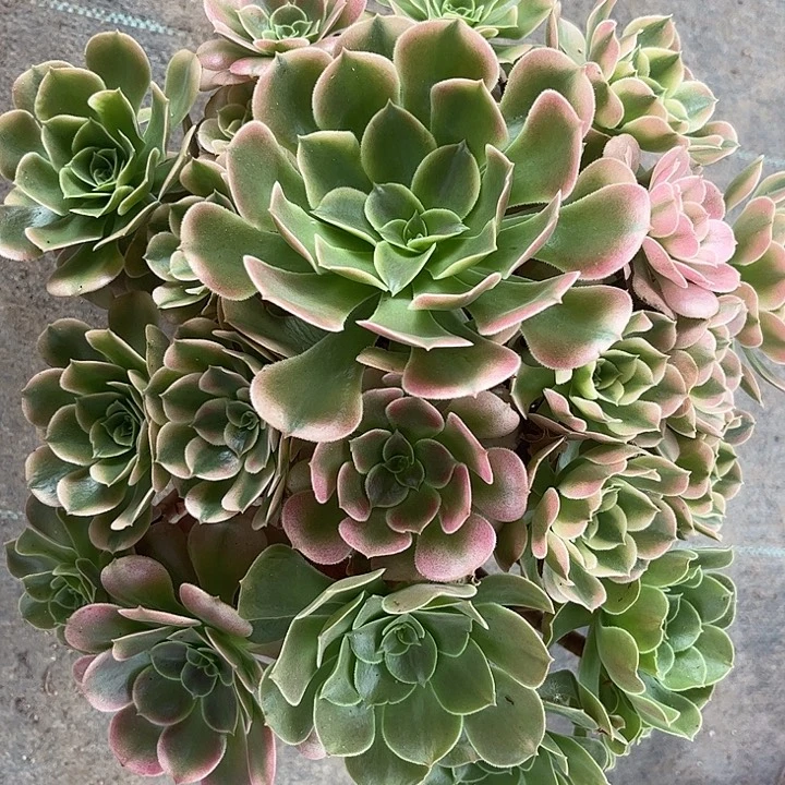 多肉植物香妃锦……