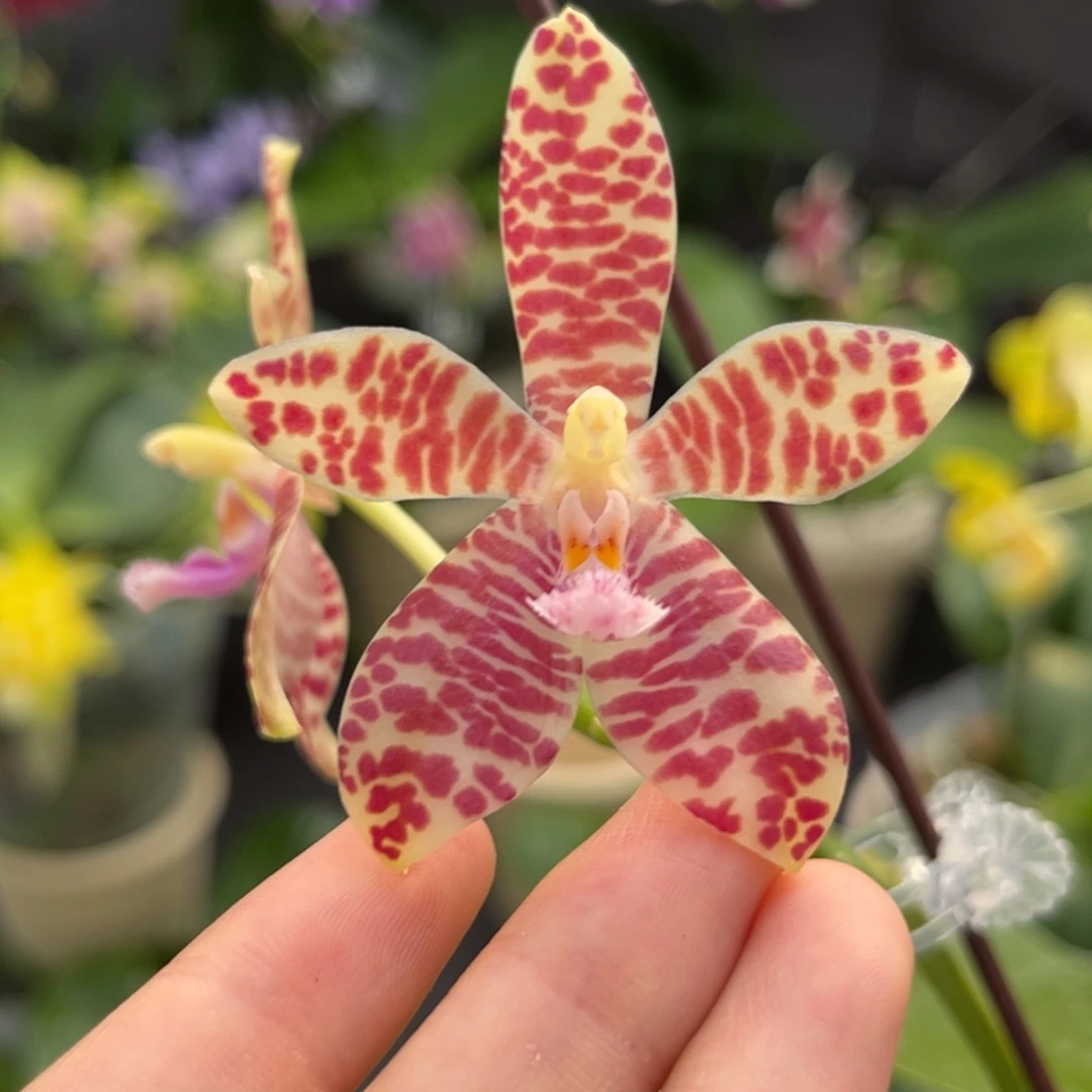 完全开放2.5寸小行星交象耳开花株