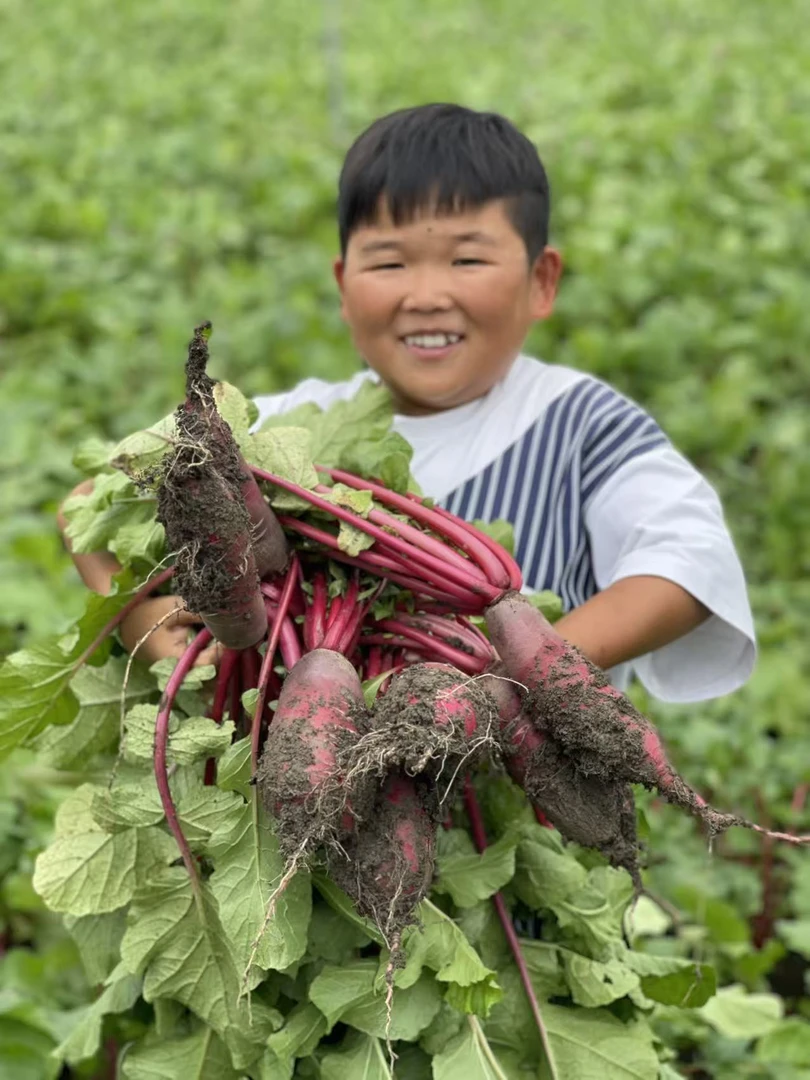 邳州穿心红萝卜现拔带泥新鲜萝卜农家紫皮萝卜脆微辣徐州特产