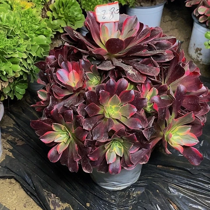 桂***姐金丝雀老桩捧花880号