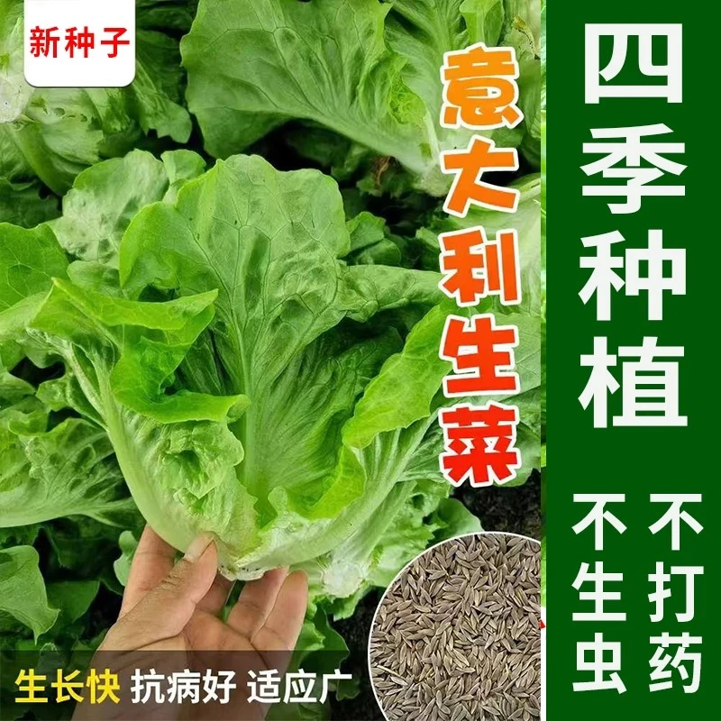 U302意大利生菜种子清脆爽口拌沙拉包烤肉种植阳台盆栽蔬菜种子