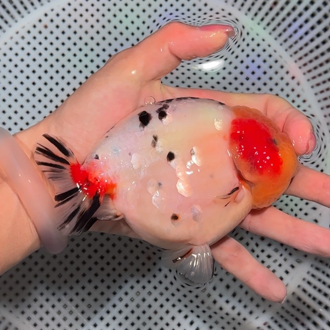 龙睛金鱼亚成兰寿兰寿