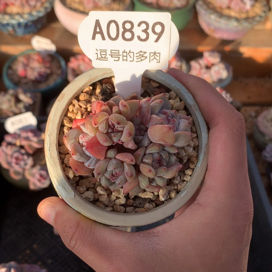 章****A0839 星影小脸 有砍 6cm