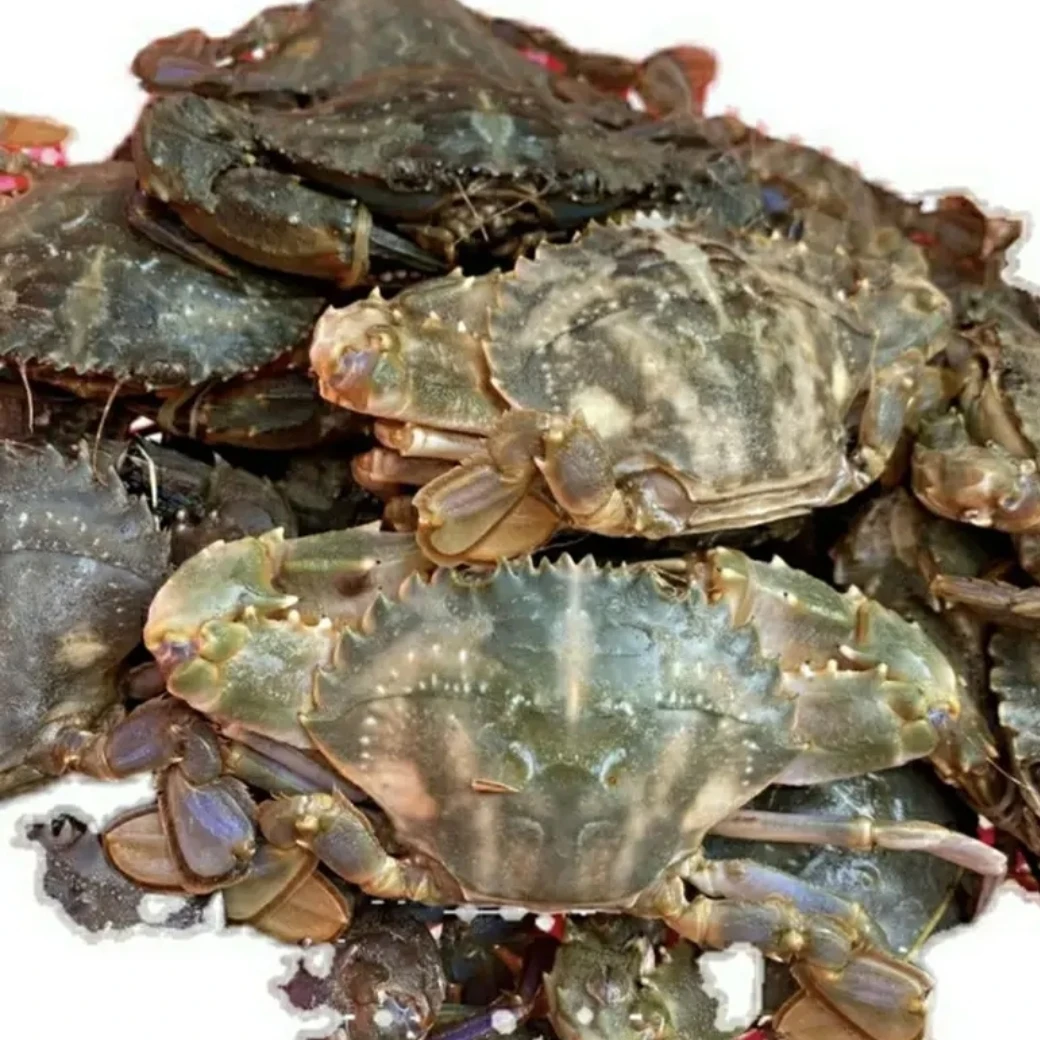 大连本地纯公母混花盖蟹  规格 8-9只 /斤【保鲜不保活】