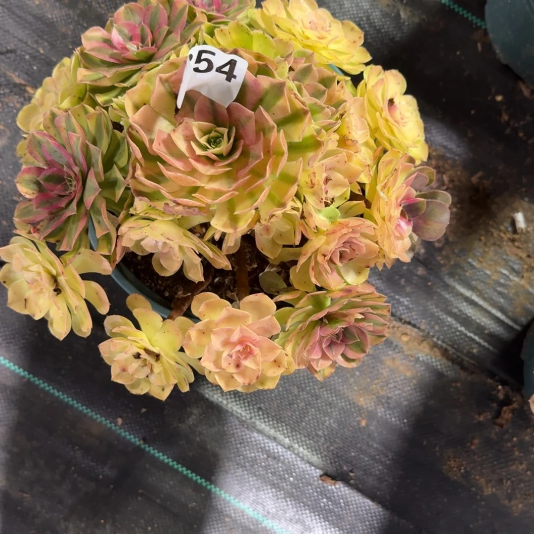 雨河多肉植物老庄354