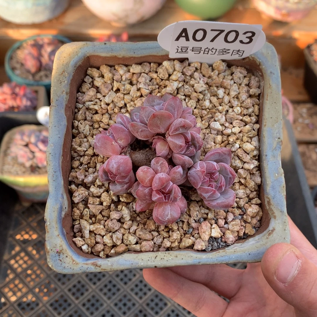 A0703 星影群 迷你号 有砍 6.5cm