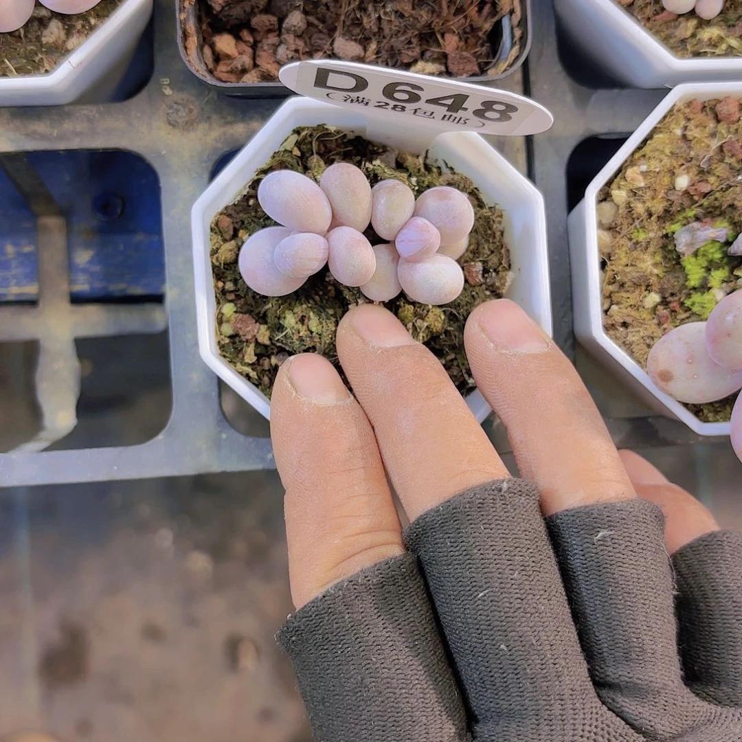 D648奶酪一物一拍