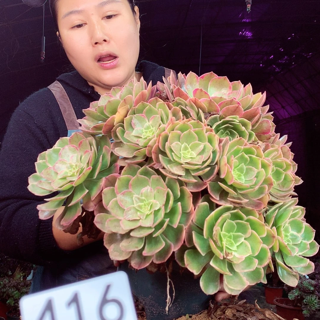 柒柒精品多肉脱土发货不包断侧枝处理416