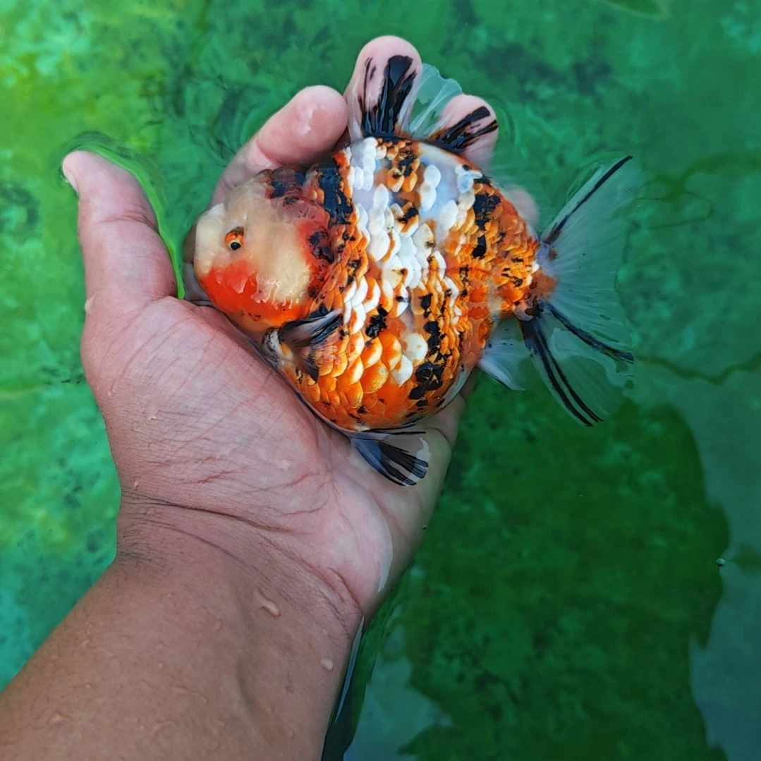 麒麟泰狮金鱼将军