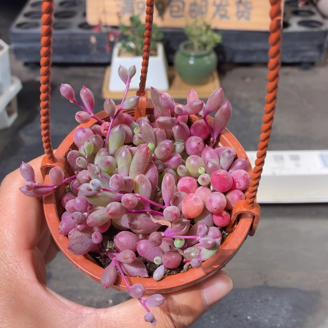 紫葡萄多肉9.9包邮发货