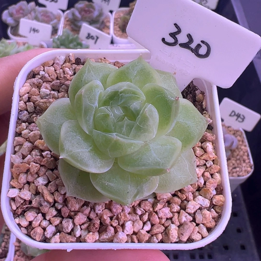 320号梨花白 晗雨多肉