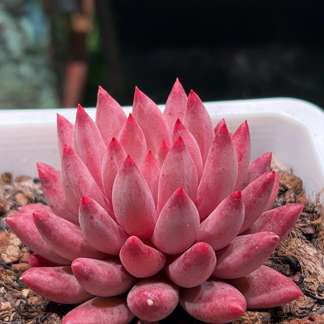 流沙虞，一物一拍。