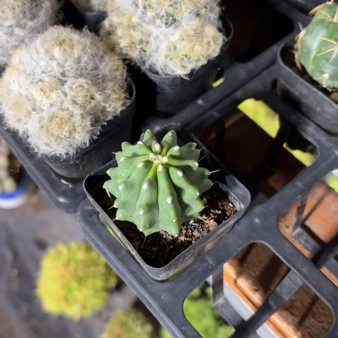 瑶****王冠龙仙人球单头5㎝盆优惠5