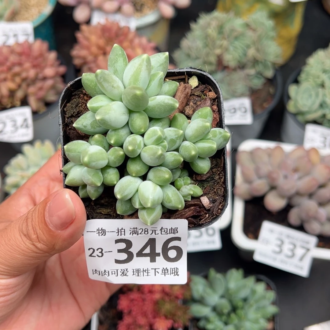 松果美人多肉多肉多肉