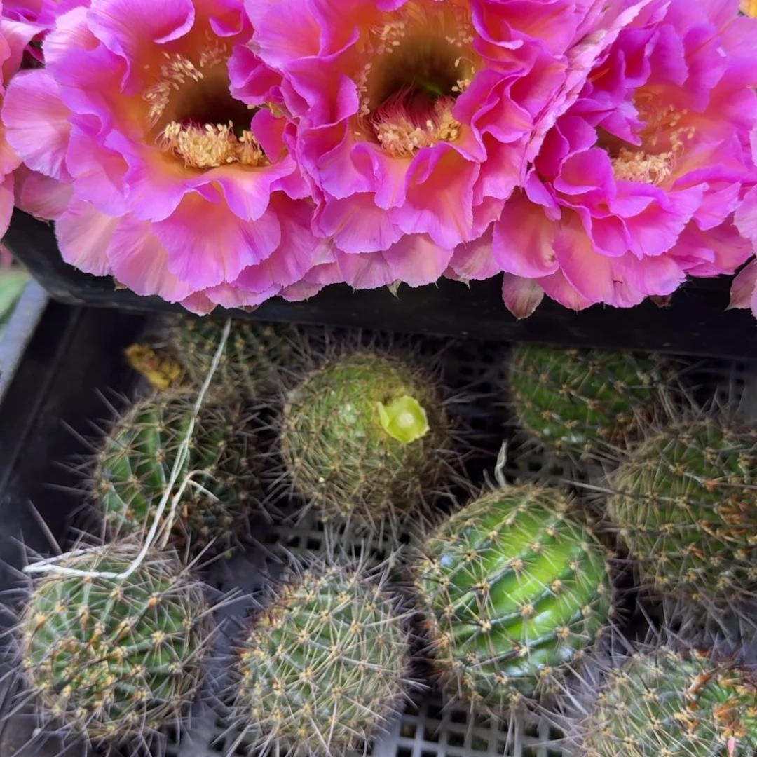 215彩草国色歪无根侧牙4公分左右，20包邮