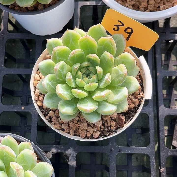 雪芘珍妮39号码牌子的