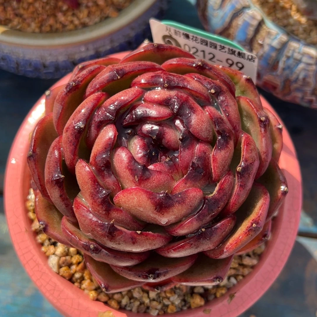 从前慢多肉精选编号0212.99