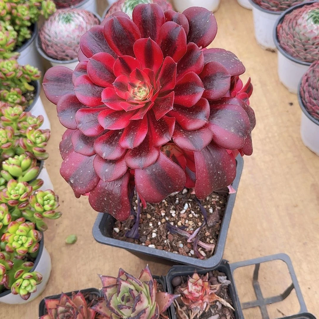 美杜莎，脱土发货