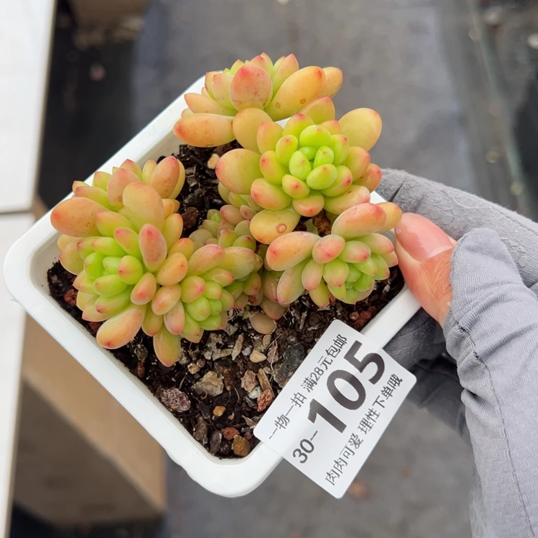 香格里拉多肉多肉多肉多肉多肉