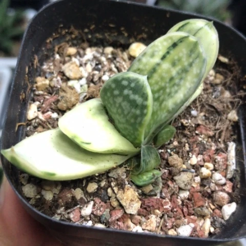 奶油蜗牛白锦带盆发货