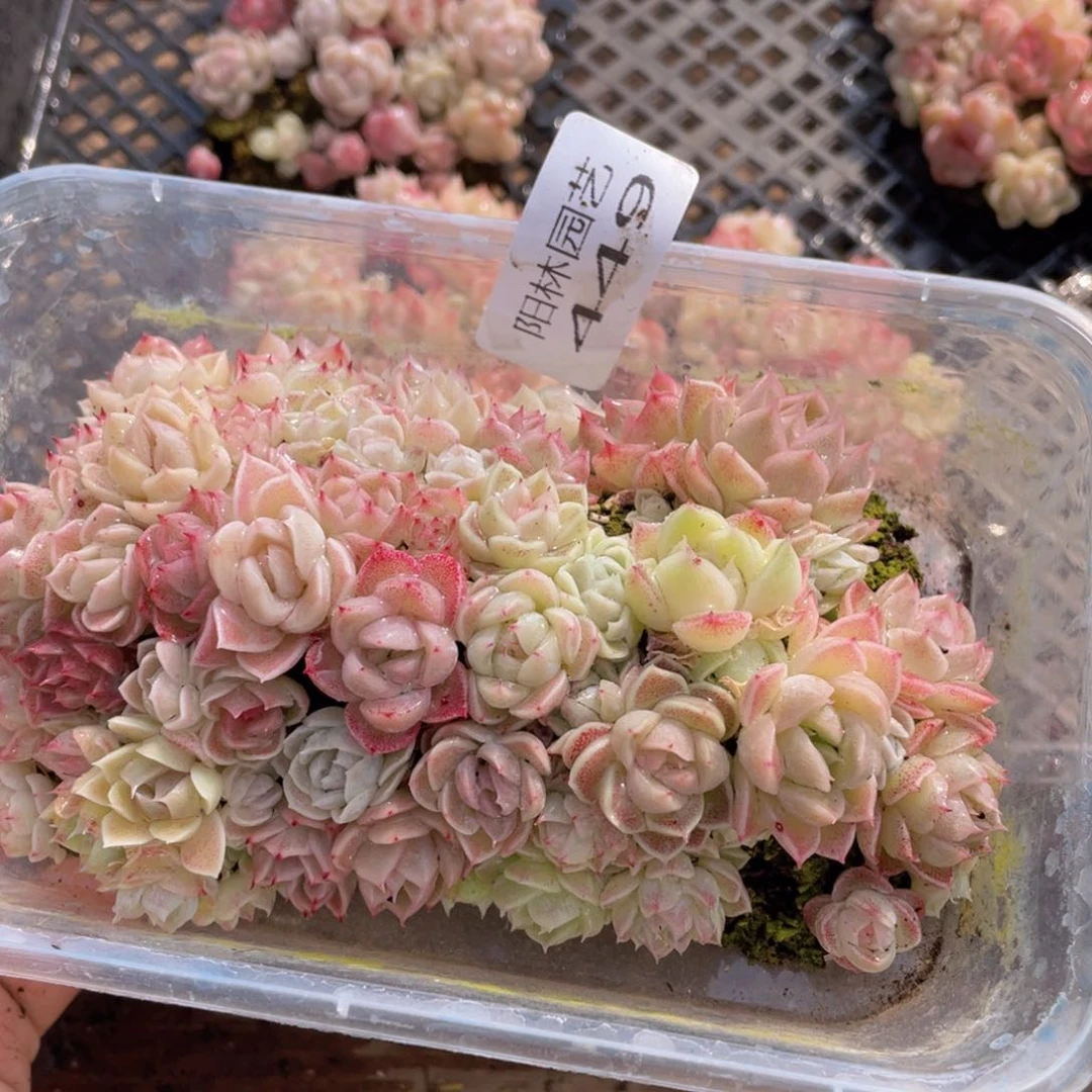 多肉植物多肉植物449