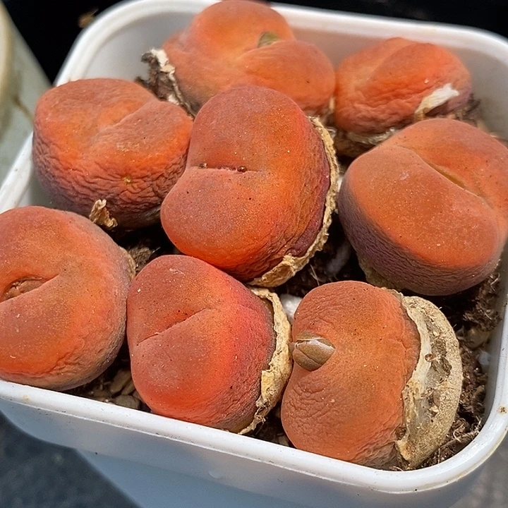 正版水蜜桃1430.5一颗。