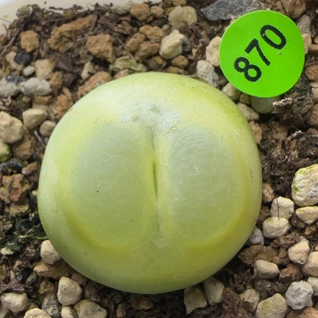 拉登2.5+多肉植物870