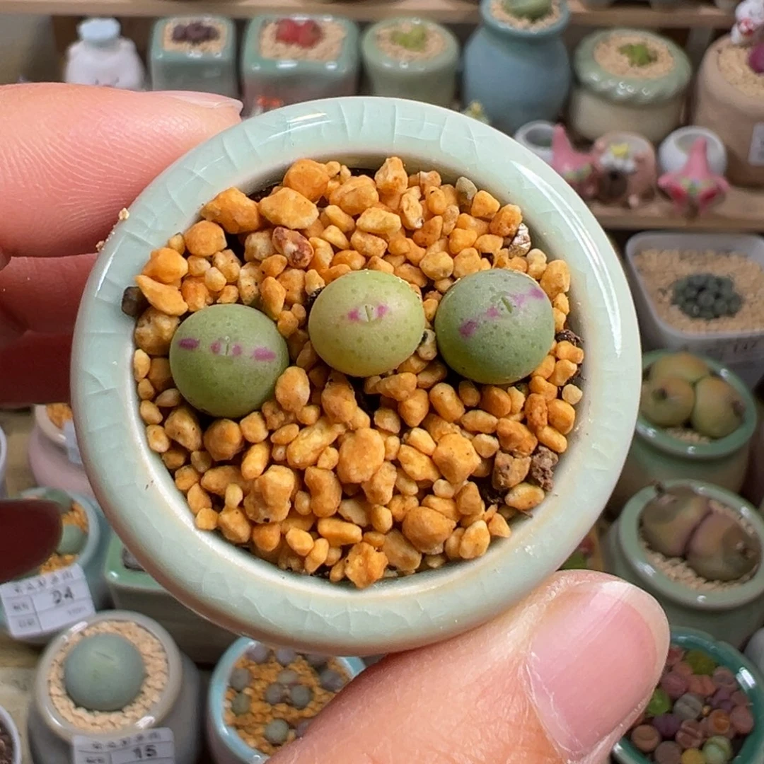 多肉植物28号一家三口