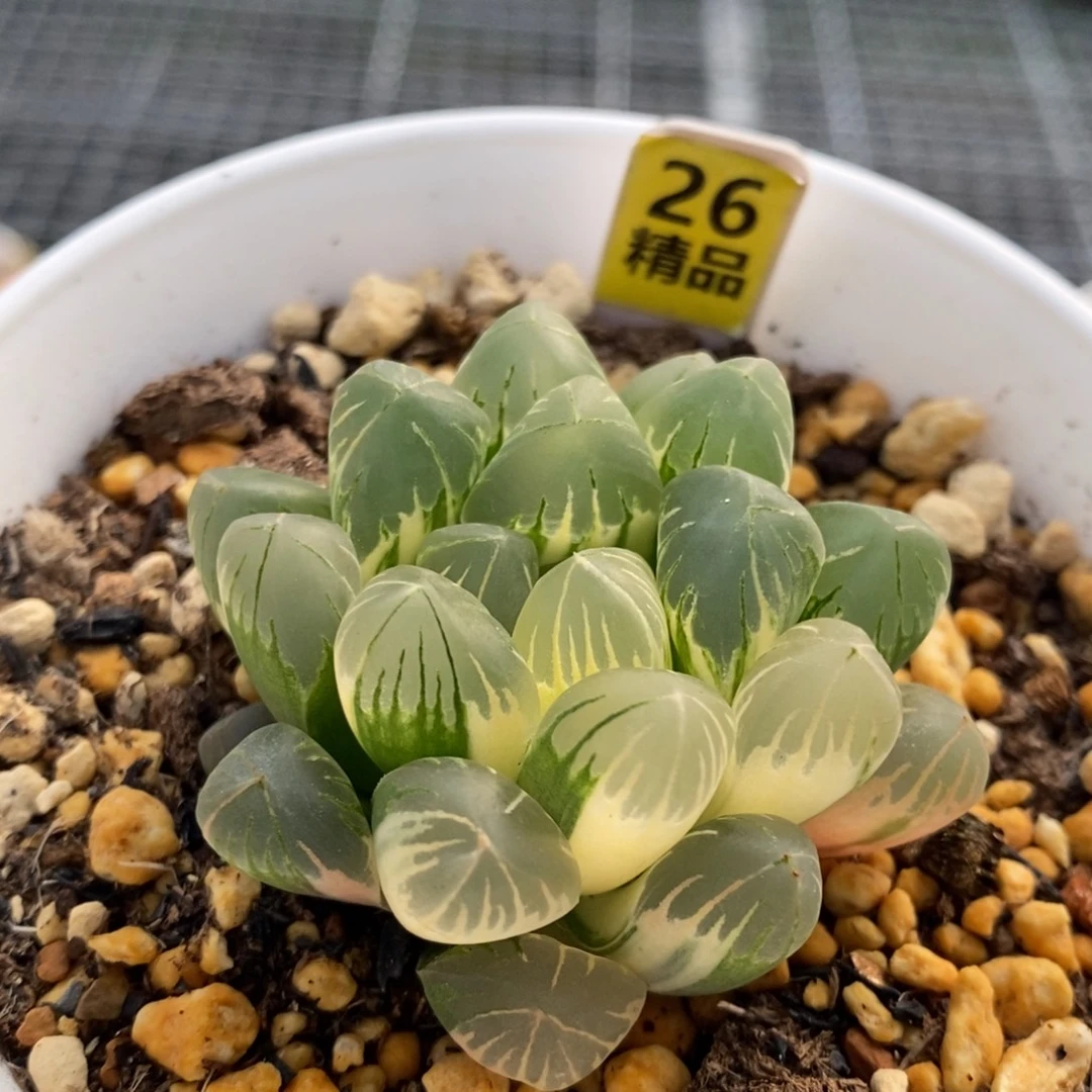 26号老川玉露锦多肉