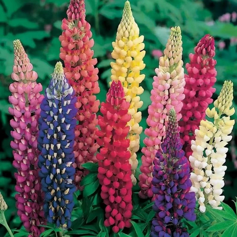 鲁冰花种籽多年生宿根耐寒花卉室内外庭院四季播种开花羽扇豆种子