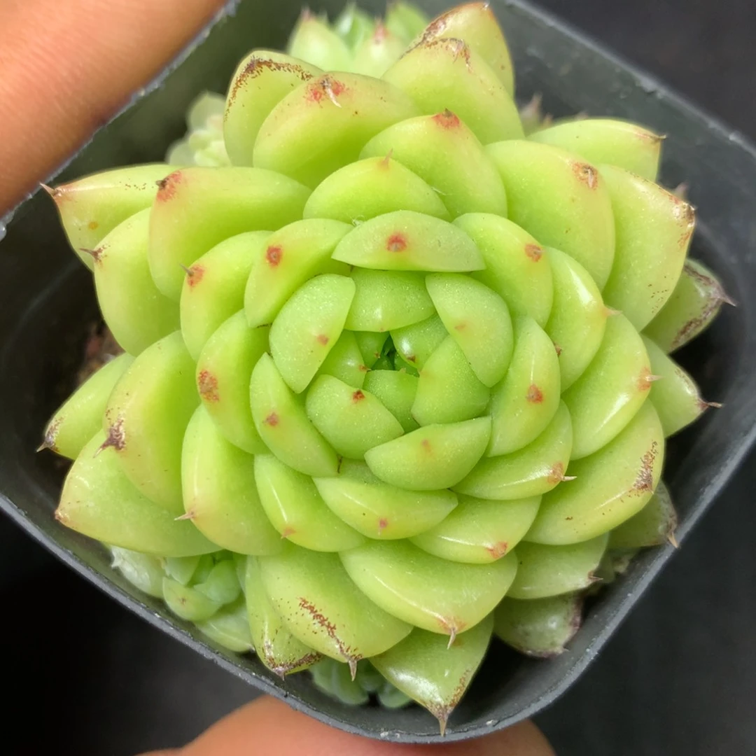 29 精品多肉一物一拍