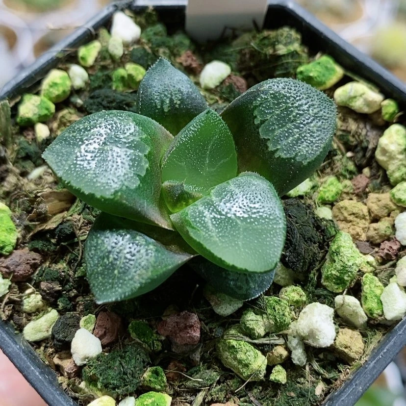 【闪购商品】195实生克