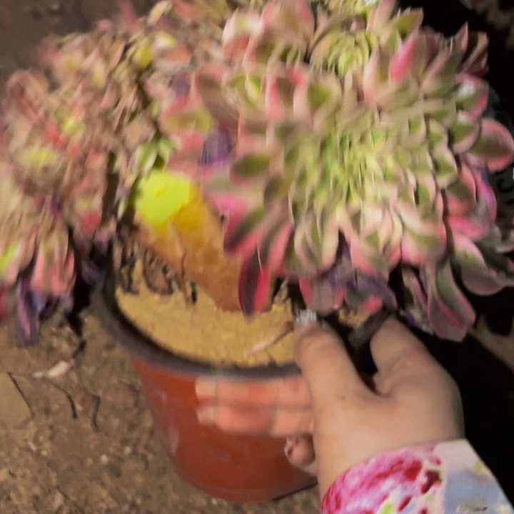 337半糖荔枝多肉植物不售后