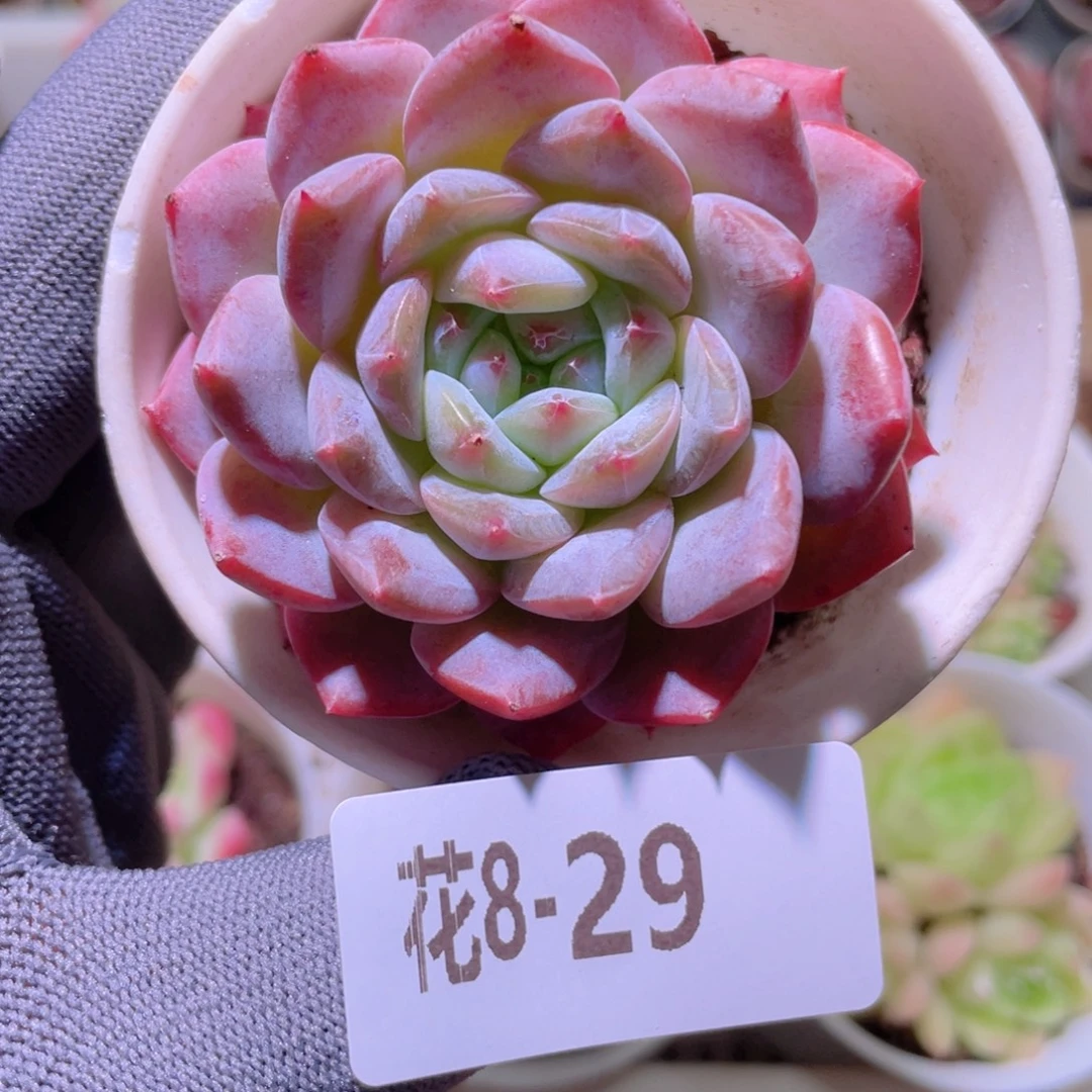 花利美 8-29新品