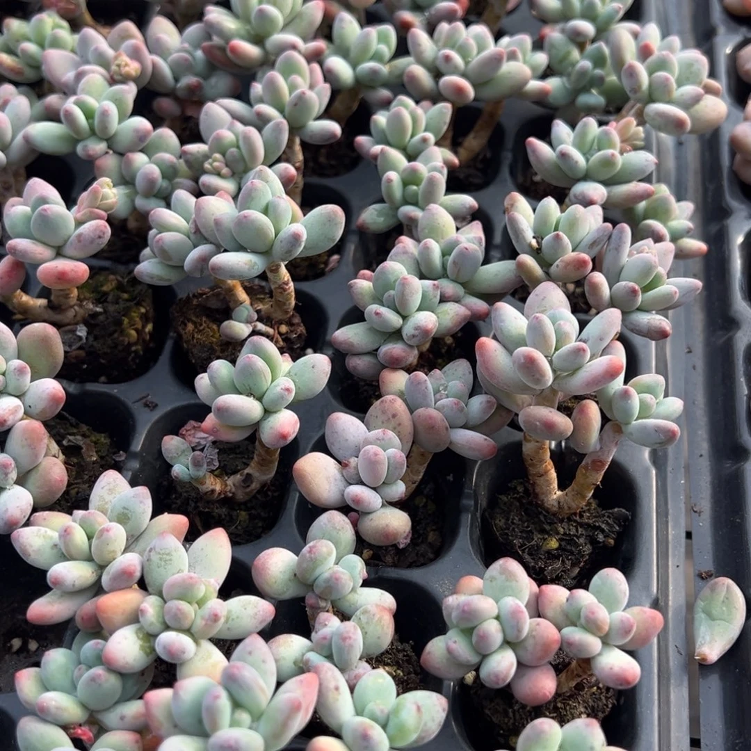 苹果奶双头有腿到手1颗3cm 量拍多肉满20元包邮下午发货