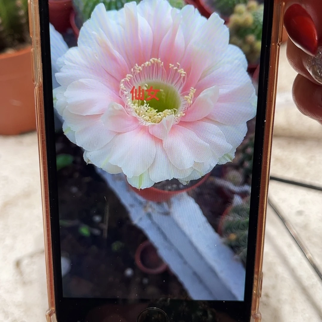 彩草小仙女测芽2.5公分左右