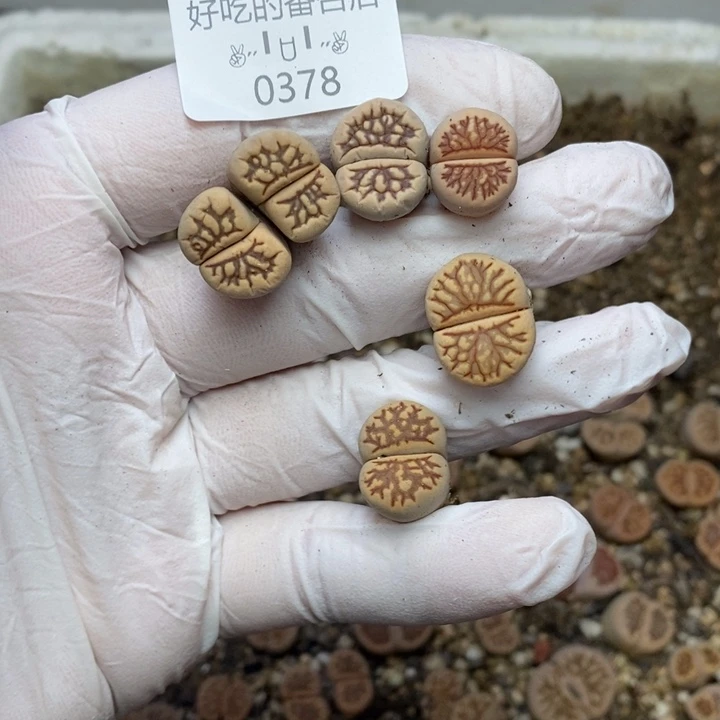 f****卷0378。零下拍保温。