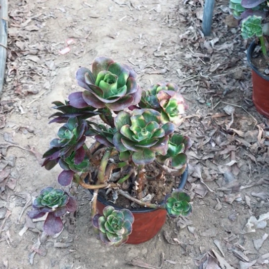 清***兰魅金玫瑰妖桩多肉27