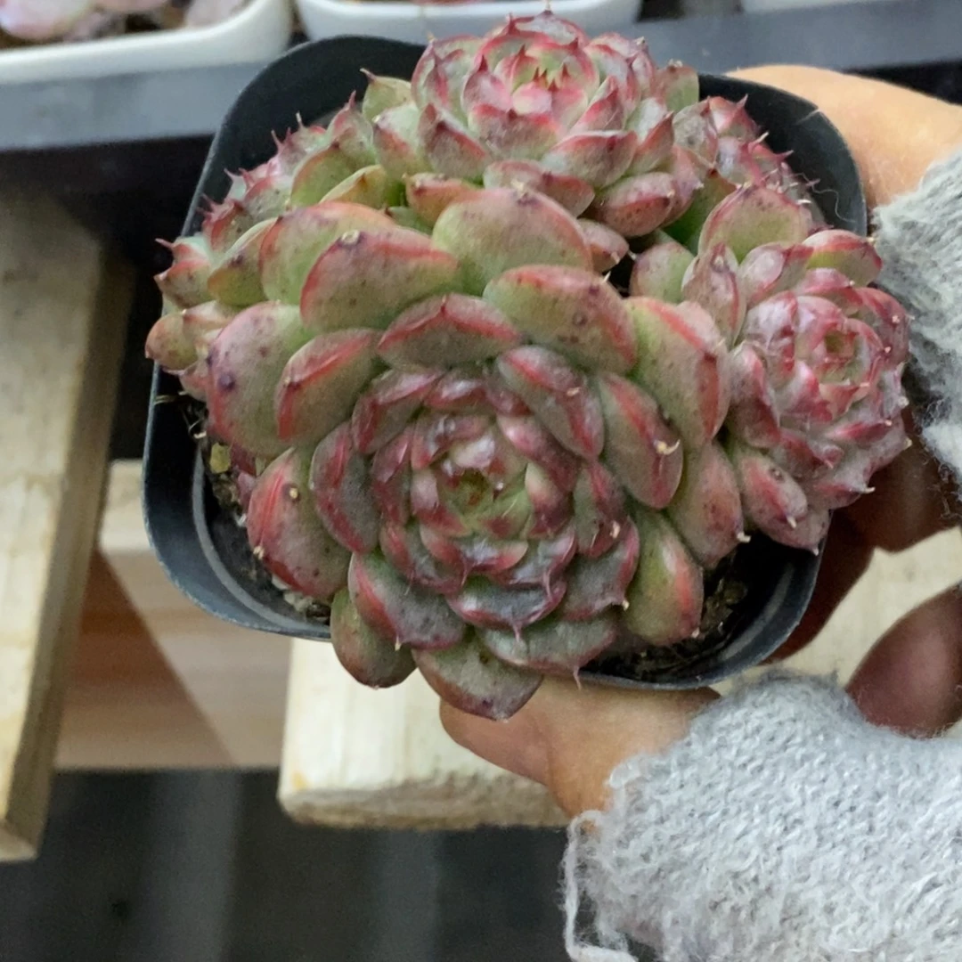 精品多肉一物一拍不包整459