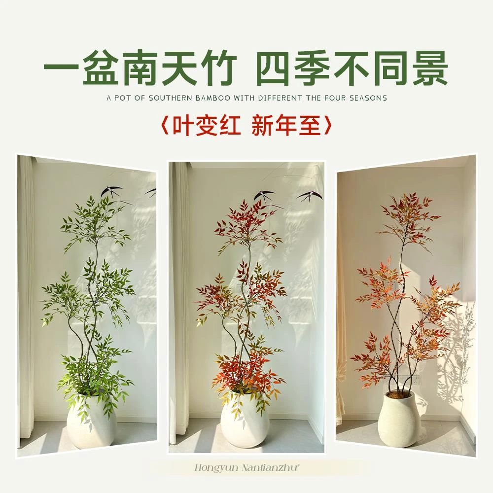 南天竹大型盆栽南天竺老桩绿植室内客厅植物禅意真树庭院造景日式