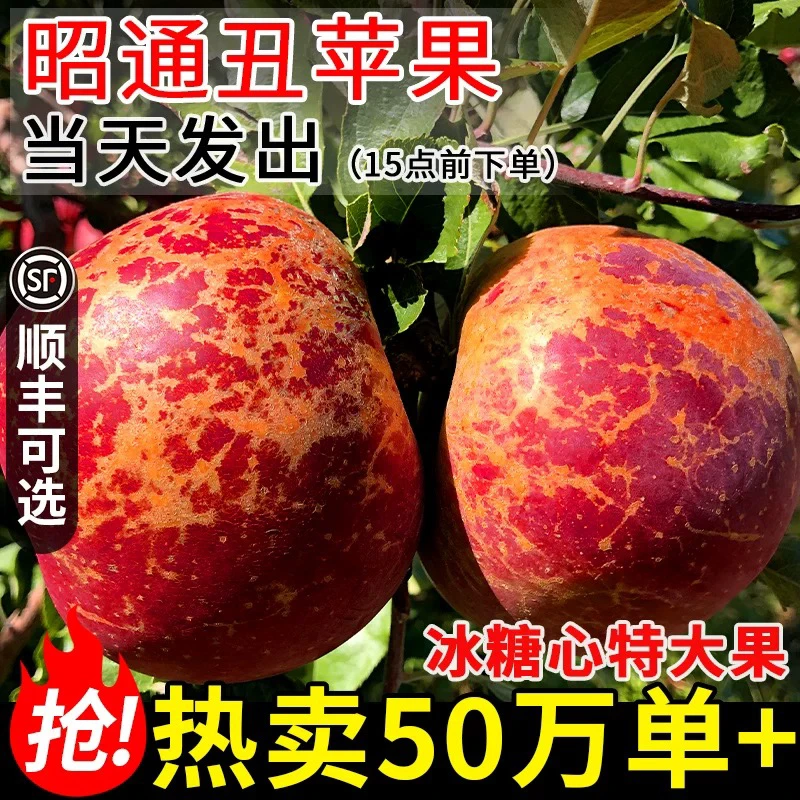 云南昭通冰糖心丑苹果现摘采访现发新鲜脆甜水果